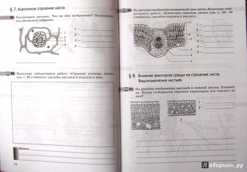 Лабораторная работа 6 класс внутреннее строение листа. Рабочая тетрадь по биологии Пасечник 6 класс строение листа. Биология 6 класс тетрадь Пасечник Покрытосеменные растения. Биология 6 класс рабочая тетрадь Пасечник ФГОС. Тетрадь по биологии 6 класс Пасечник печать.