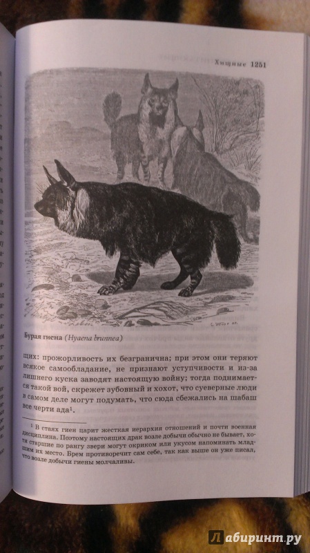 Иллюстрация 16 из 58 для Жизнь животных в одном томе - Альфред Брем | Лабиринт - книги. Источник: Подмосковная панда