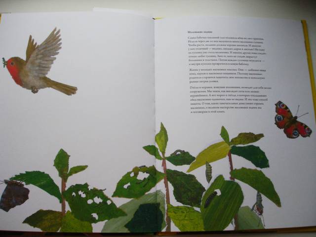 Иллюстрация 20 из 32 для Гнезда, норы и горшки. Как насекомые заботятся о потомстве - Анне Меллер | Лабиринт - книги. Источник: Осьминожка