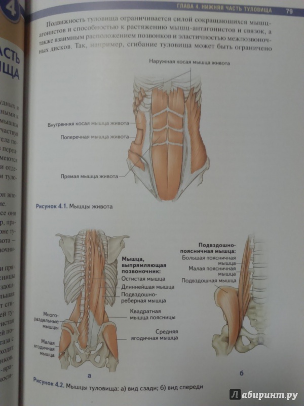 Иллюстрация 39 из 73 для Анатомия упражнений на растяжку - Нельсон, Кокконен | Лабиринт - книги. Источник: Салус