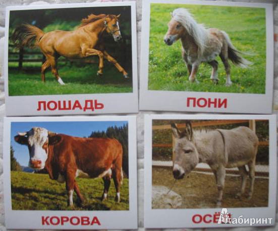 Иллюстрация 6 из 7 для Комплект карточек "Домашние животные" - Носова, Епанова | Лабиринт - игрушки. Источник: kolobus