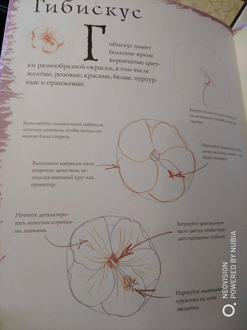 Иллюстрация 19 из 21 для Как рисовать. Цветы - Марк Берджин | Лабиринт - книги. Источник: Филифьонка