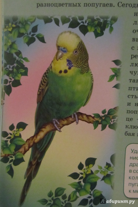 Иллюстрация 49 из 61 для Птицы | Лабиринт - книги. Источник: Нагорная  Анна