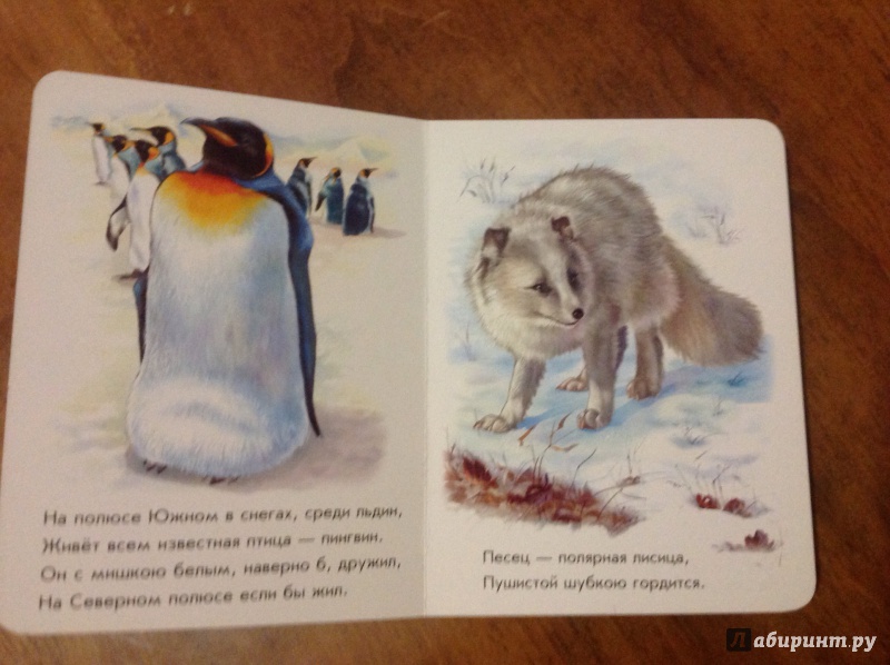 Иллюстрация 5 из 10 для Любимый зоопарк - Олеся Квитка | Лабиринт - книги. Источник: Комарова  Анастасия