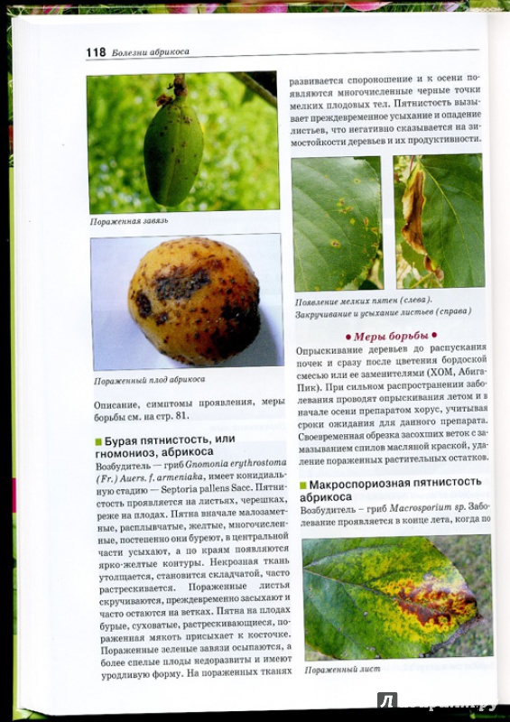 Иллюстрация 4 из 14 для Болезни и вредители плодовых растений. Атлас-определитель - Трейвас, Каштанова | Лабиринт - книги. Источник: mayra
