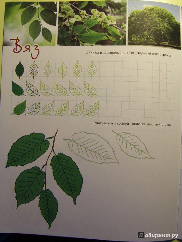 Иллюстрация 14 из 16 для Познавательные прописи "Листья и деревья" (33981) | Лабиринт - книги. Источник: Тасиа
