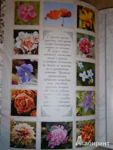 Иллюстрация 18 из 22 для Цветы к празднику | Лабиринт - книги. Источник: Малу