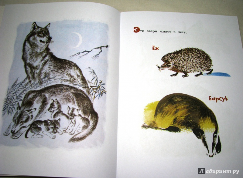 Иллюстрация 28 из 34 для Как лиса в лесу живёт - Вера Чаплина | Лабиринт - книги. Источник: Бог в помощь