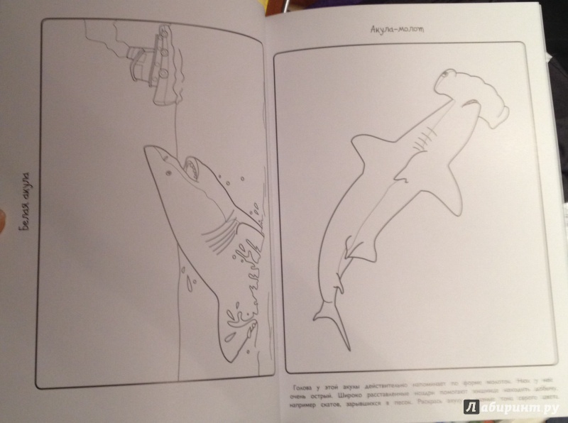Иллюстрация 4 из 22 для Акулы - Эмма Сэл | Лабиринт - книги. Источник: Немцова  Евгения
