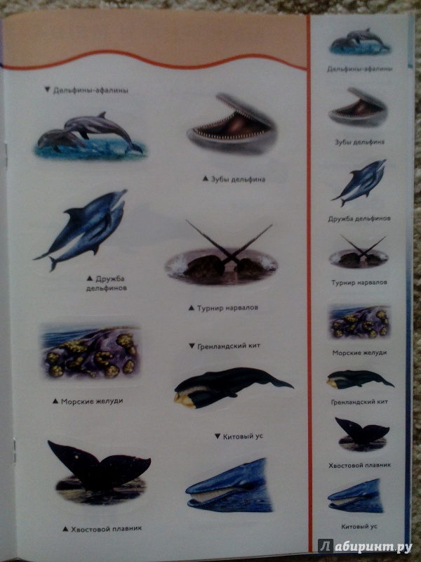 Иллюстрация 4 из 8 для Киты и дельфины | Лабиринт - книги. Источник: Жмуренко  Ирина