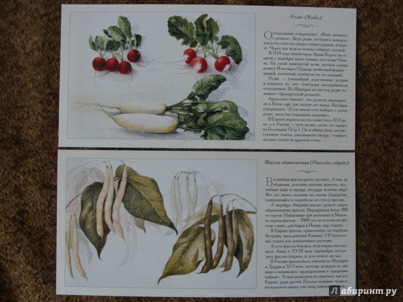 Иллюстрация 11 из 21 для Овощи | Лабиринт - книги. Источник: Elizabeth Batori