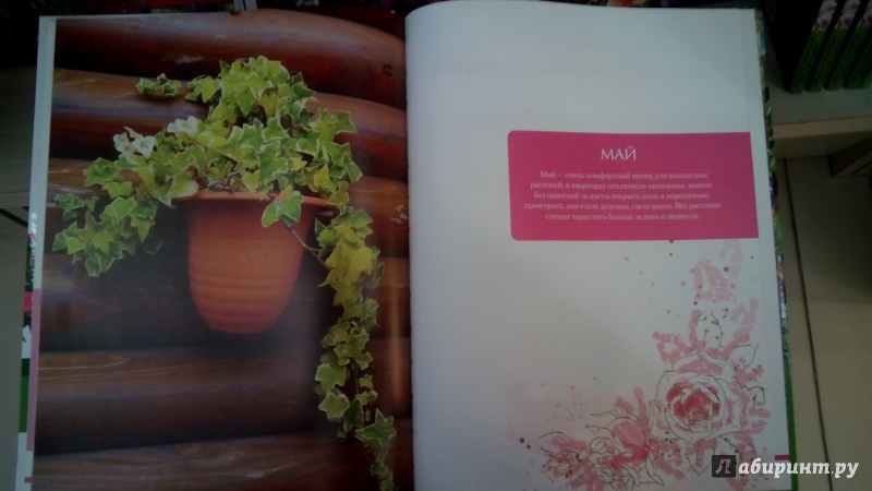 Иллюстрация 2 из 15 для Комнатные растения. Календарь по уходу на каждый месяц - Татьяна Смирнова | Лабиринт - книги. Источник: Мила