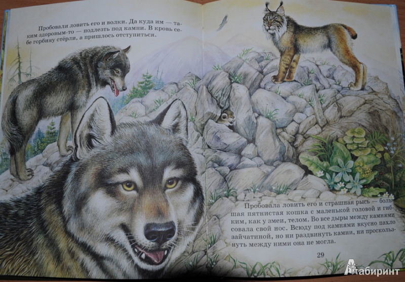 Иллюстрация 9 из 9 для Лесные сказки - Николай Сладков | Лабиринт - книги. Источник: Ирина Гришаева