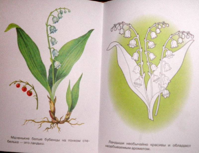Иллюстрация 4 из 6 для Раскраска. Лесные и полевые цветы | Лабиринт - книги. Источник: АннаЛ
