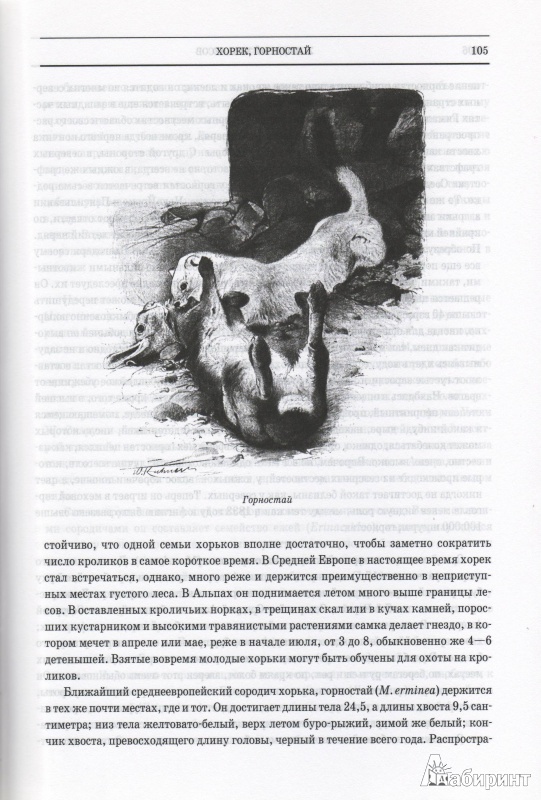 Иллюстрация 17 из 42 для Животный мир. Его быт и среда. В 3-х томах - Вильгельм Гааке | Лабиринт - книги. Источник: Трубадур