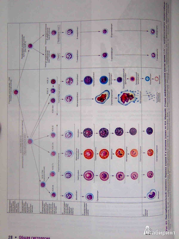 Иллюстрация 9 из 10 для Гистология, цитология и эмбриология. Атлас - Гемонов, Лаврова | Лабиринт - книги. Источник: Салус