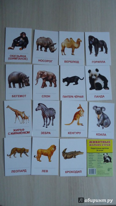 Иллюстрация 8 из 26 для Раздаточные карточки "Животные жарких стран" (63х87 мм) | Лабиринт - книги. Источник: Мумбер  Полина