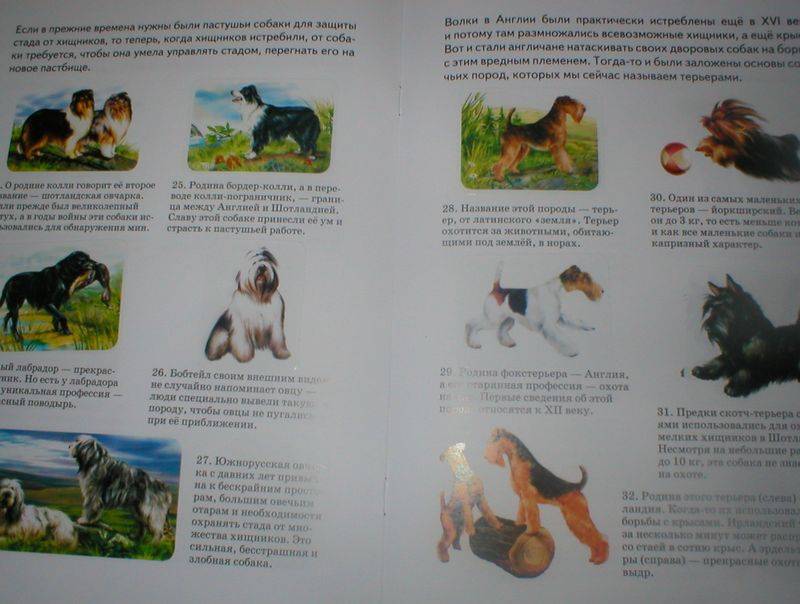 Иллюстрация 6 из 15 для Собаки - А. Бугаев | Лабиринт - книги. Источник: Черникова Наталья Вячеславовна