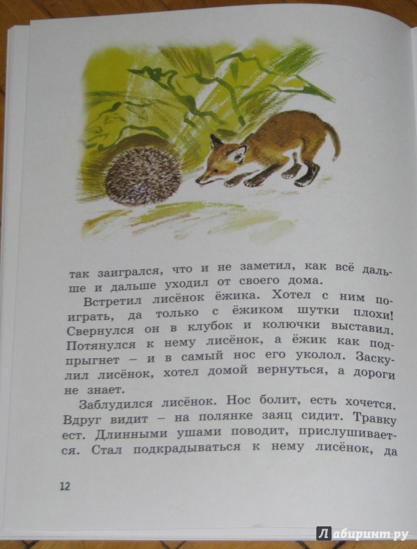 Иллюстрация 22 из 34 для Как лиса в лесу живёт - Вера Чаплина | Лабиринт - книги. Источник: Штерн  Яна