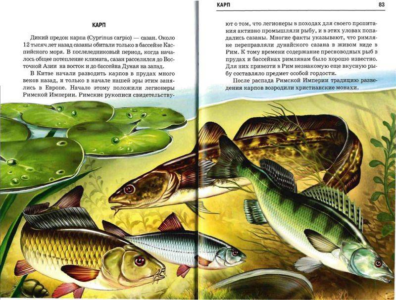 Иллюстрация 30 из 49 для Жизнь в пресной воде - Сергей Афонькин | Лабиринт - книги. Источник: Юта