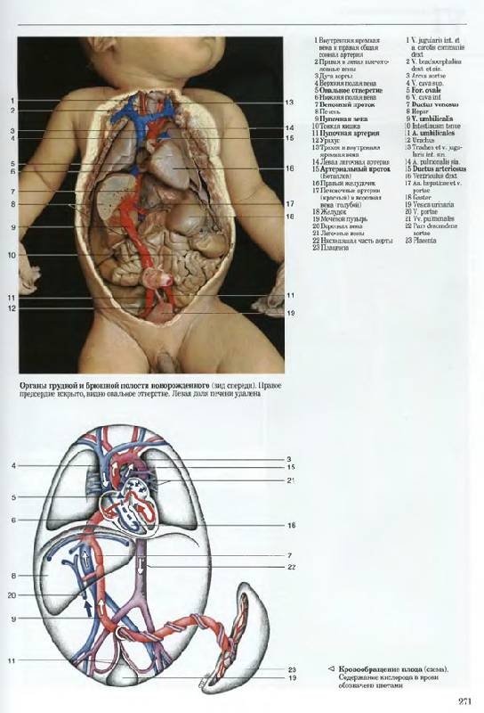 Иллюстрация 10 из 20 для Большой анатомический атлас - Роен, Йокочи, Лютьен-Дреколл | Лабиринт - книги. Источник: Кнопа2
