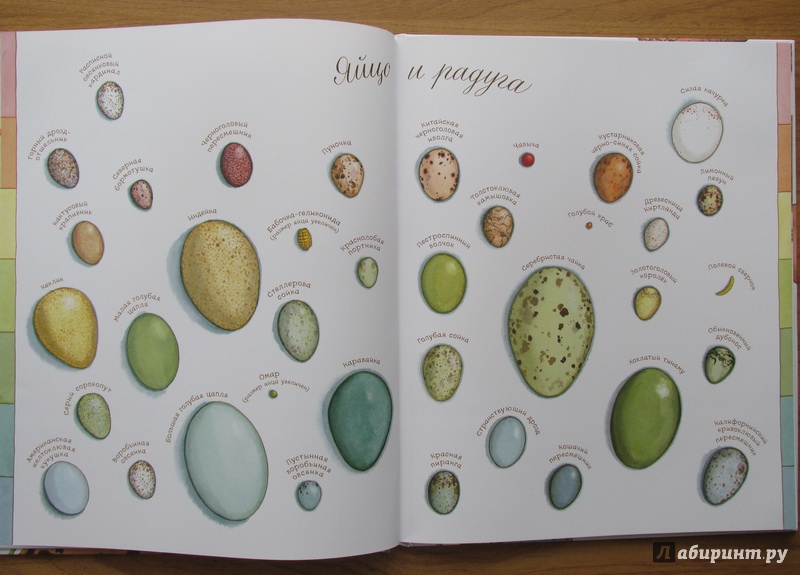 Иллюстрация 25 из 92 для Яйцо любит тишину - Дианна Астон | Лабиринт - книги. Источник: C_S