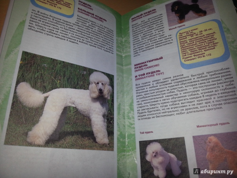 Иллюстрация 6 из 6 для Самые популярные породы собак - Эва-Мария Кремер | Лабиринт - книги. Источник: semerkina