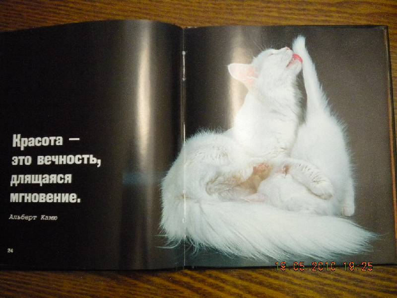 Иллюстрация 9 из 30 для Кошки - это духи, спустившиеся на землю | Лабиринт - книги. Источник: Девушка с кошкой