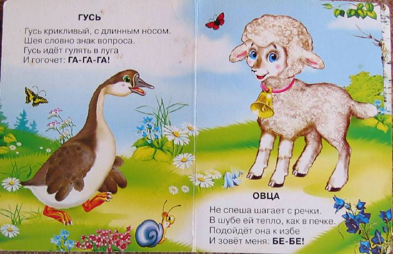 Как говорит баран. Потешка про овечку. Загадка про овечку для детей. Потешки для детей баран. Стишки про овечку для детей.