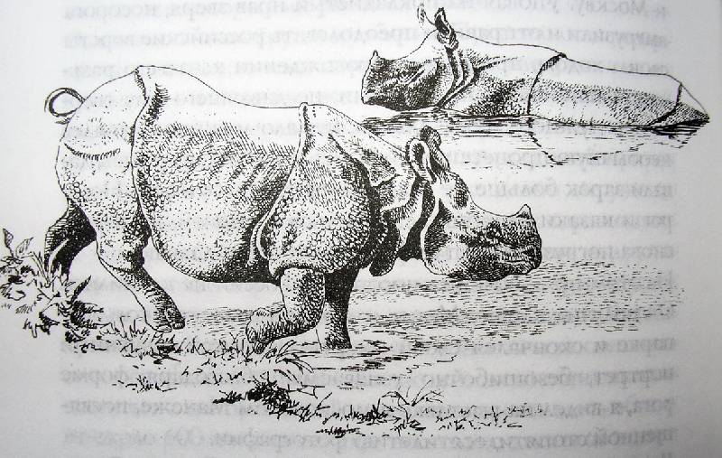 Иллюстрация 15 из 22 для В краю непуганых носорогов - Евгений Коблик | Лабиринт - книги. Источник: Валерия