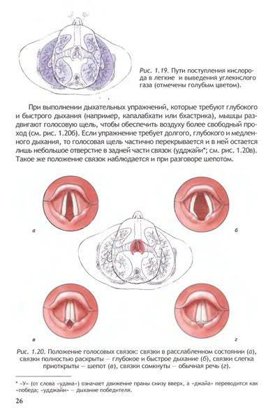 Иллюстрация 19 из 30 для Анатомия йоги - Лесли Каминофф | Лабиринт - книги. Источник: Юта