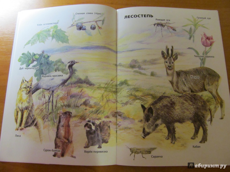 Иллюстрация 6 из 32 для Природные зоны России | Лабиринт - книги. Источник: Носова  Татьяна