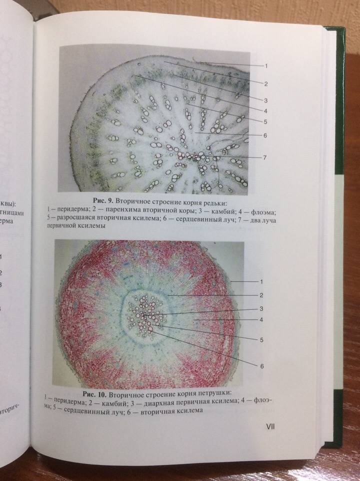 Иллюстрация 12 из 27 для Ботаника. Учебник - Зайчикова, Барабанов | Лабиринт - книги. Источник: KaitrinBor15