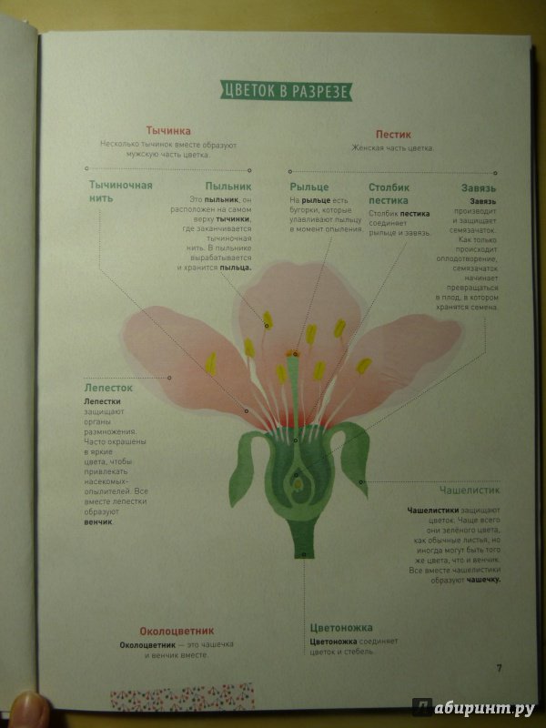 Иллюстрация 7 из 31 для Мой цветочный гербарий. Цветы и семена - Корнек Дюмон-Ле | Лабиринт - книги. Источник: Ухова  Юлия