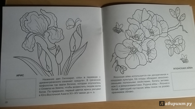 Иллюстрация 7 из 20 для Мир цветов | Лабиринт - книги. Источник: Lussy