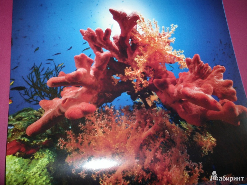 Иллюстрация 10 из 11 для Календарь 2014 "Подводный мир" | Лабиринт - сувениры. Источник: Tiger.