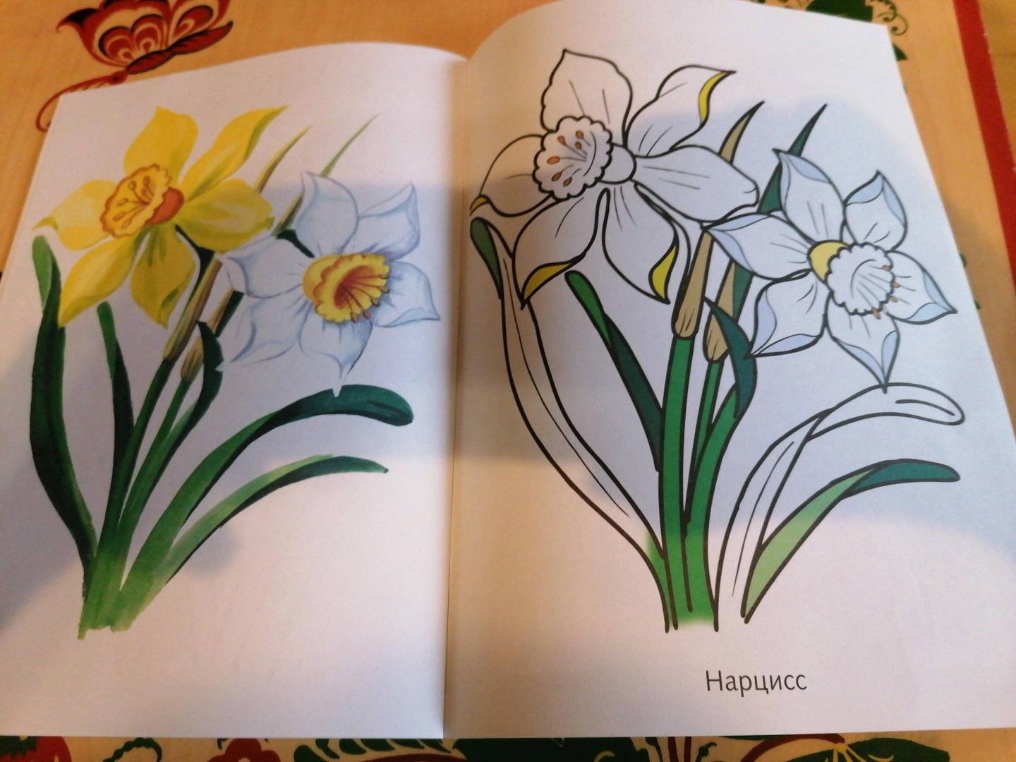 Иллюстрация 11 из 16 для Цветы садовые | Лабиринт - книги. Источник: Савушкина Ольга