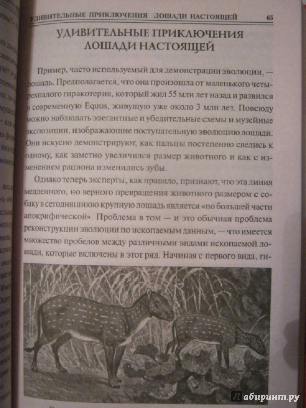 Иллюстрация 7 из 29 для 100 великих тайн доисторического мира - Николай Непомнящий | Лабиринт - книги. Источник: Евгения39