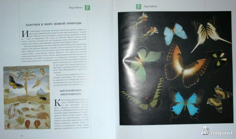 Иллюстрация 2 из 34 для Бабочки мира | Лабиринт - книги. Источник: ОксанаШ