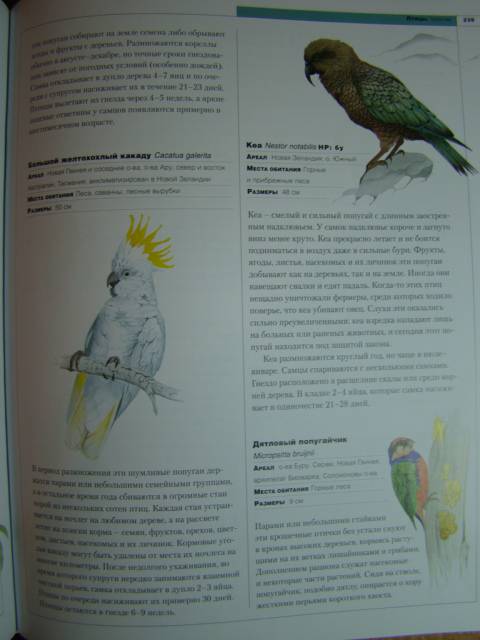 Иллюстрация 8 из 42 для Новейшая энциклопедия животных | Лабиринт - книги. Источник: D.OLGA
