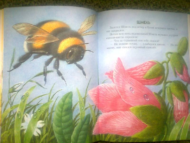 Иллюстрация 10 из 46 для Сказки о природе. Сказки-малютки - Геннадий Цыферов | Лабиринт - книги. Источник: luda0812