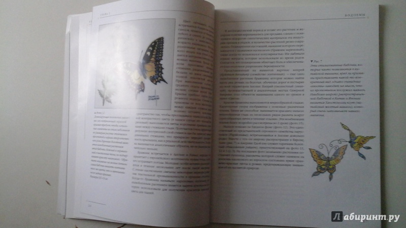 Иллюстрация 27 из 41 для Бабочки. Практическое руководство - Хелен Стивенс | Лабиринт - книги. Источник: manyaa