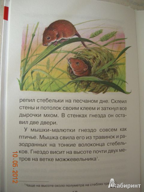 Иллюстрация 26 из 35 для Лесные детёныши - Виталий Бианки | Лабиринт - книги. Источник: Honeyed