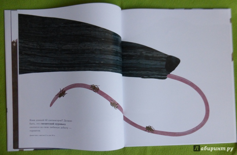 Иллюстрация 50 из 84 для Сравни! Животные в натуральную величину - Стив Дженкинс | Лабиринт - книги. Источник: reader*s