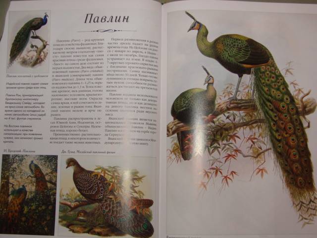 Иллюстрация 2 из 31 для Самые красивые птицы | Лабиринт - книги. Источник: Аленька