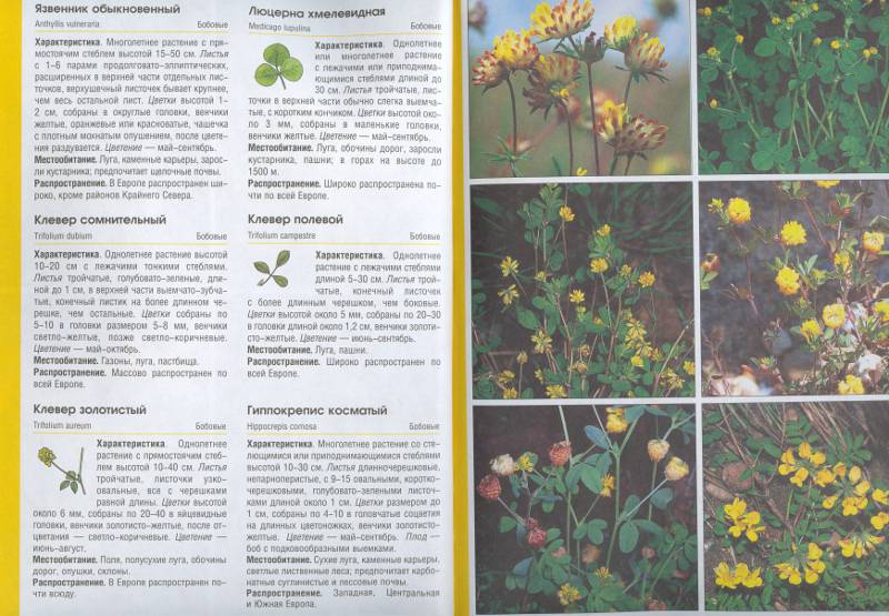 Иллюстрация 6 из 9 для Цветы желтые и синие - Бруно Кремер | Лабиринт - книги. Источник: Филиппова Ольга