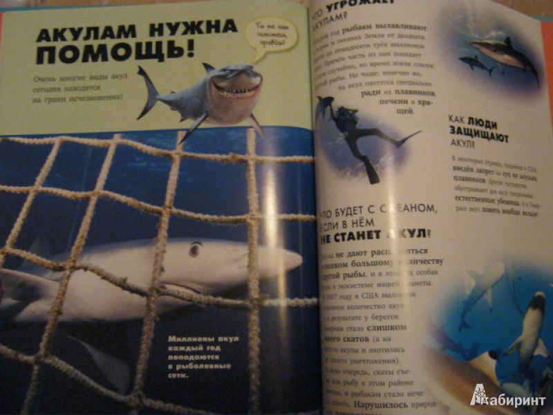 Иллюстрация 18 из 40 для Акулы | Лабиринт - книги. Источник: Евгения39