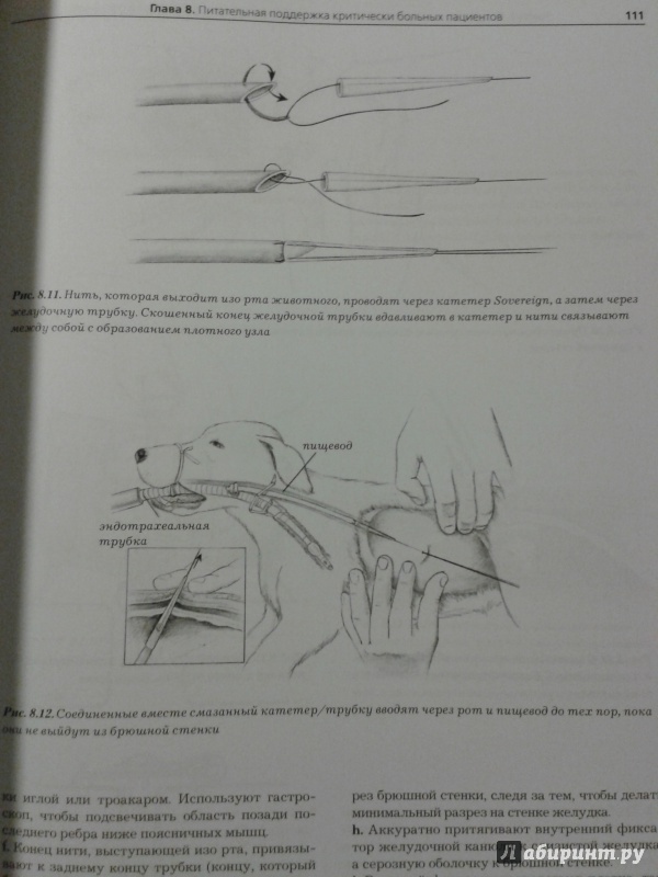 Иллюстрация 5 из 5 для Скорая помощь и интенсивная терапия мелких домашних животных - Макинтайр, Дробац, Хаскингз, Саксон | Лабиринт - книги. Источник: Шнурок