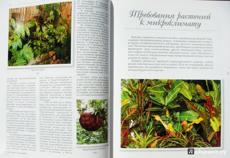 Иллюстрация 10 из 11 для Комнатные растения - Князева, Князева | Лабиринт - книги. Источник: very_nadegata