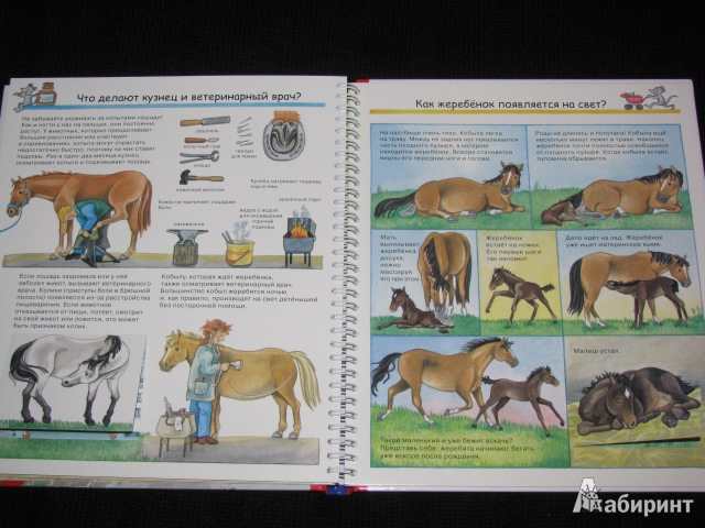 Иллюстрация 10 из 21 для Лошади и пони - Андреа Эрне | Лабиринт - книги. Источник: Nemertona
